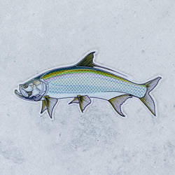 Tarpon Sticker