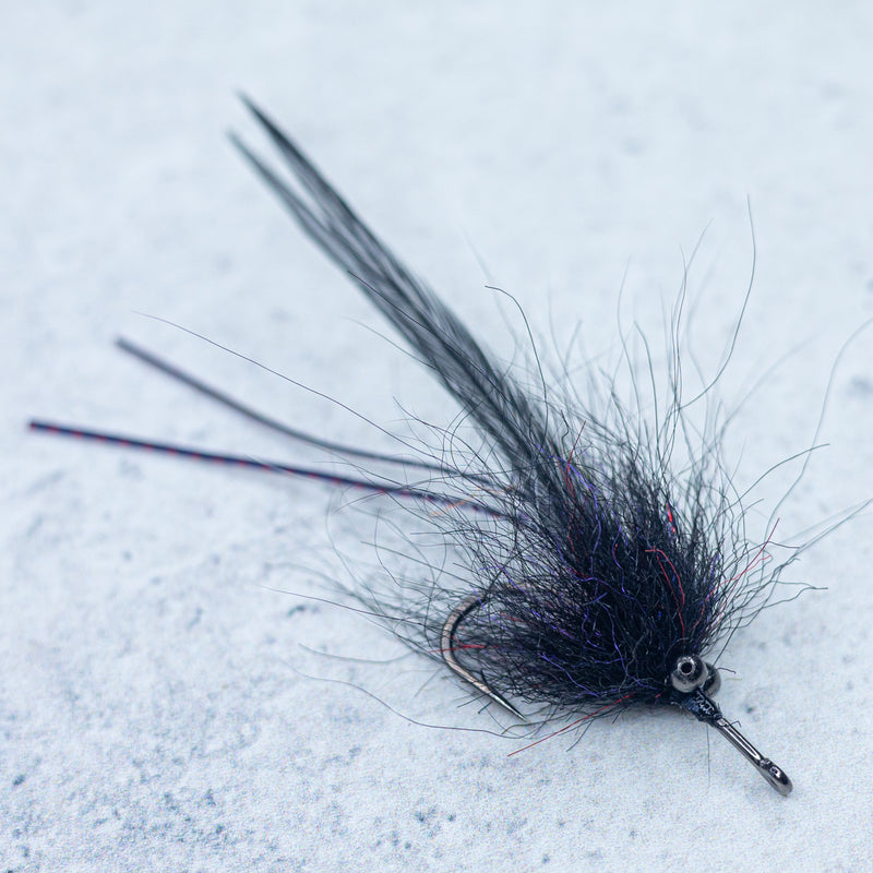 SF Grass Shrimp