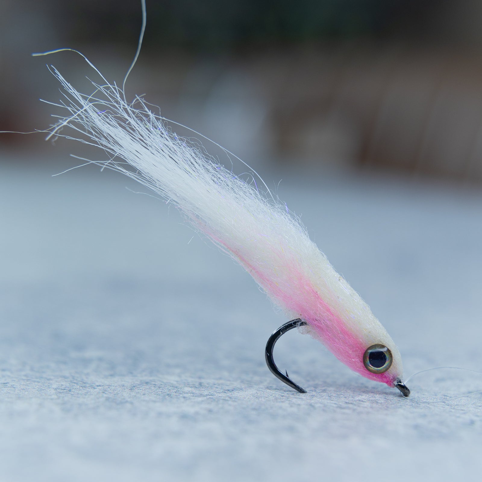 King Bay Anchovy
