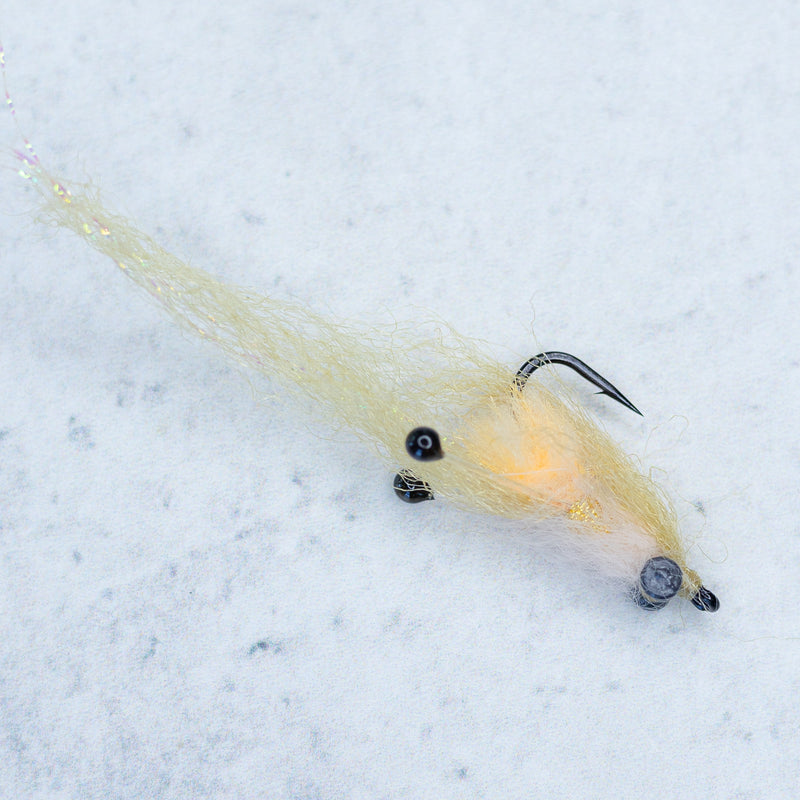 Christmas Mantis Shrimp